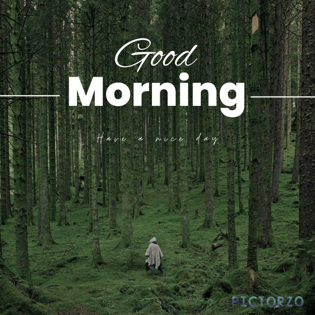 A photo of a person standing in the middle of a forest. The person is wearing a hat and a poncho, and they are looking out at the trees. The trees are tall and green, and they are covered in moss. The text "Good Morning" is overlaid on the image, along with the text "Have a nice day.