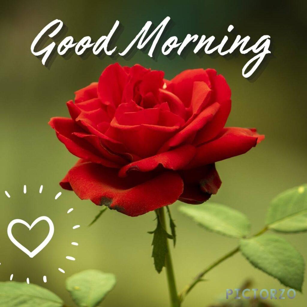 A single red rose flowers with green stem and leaves, with the words Good morning in white text on a red background