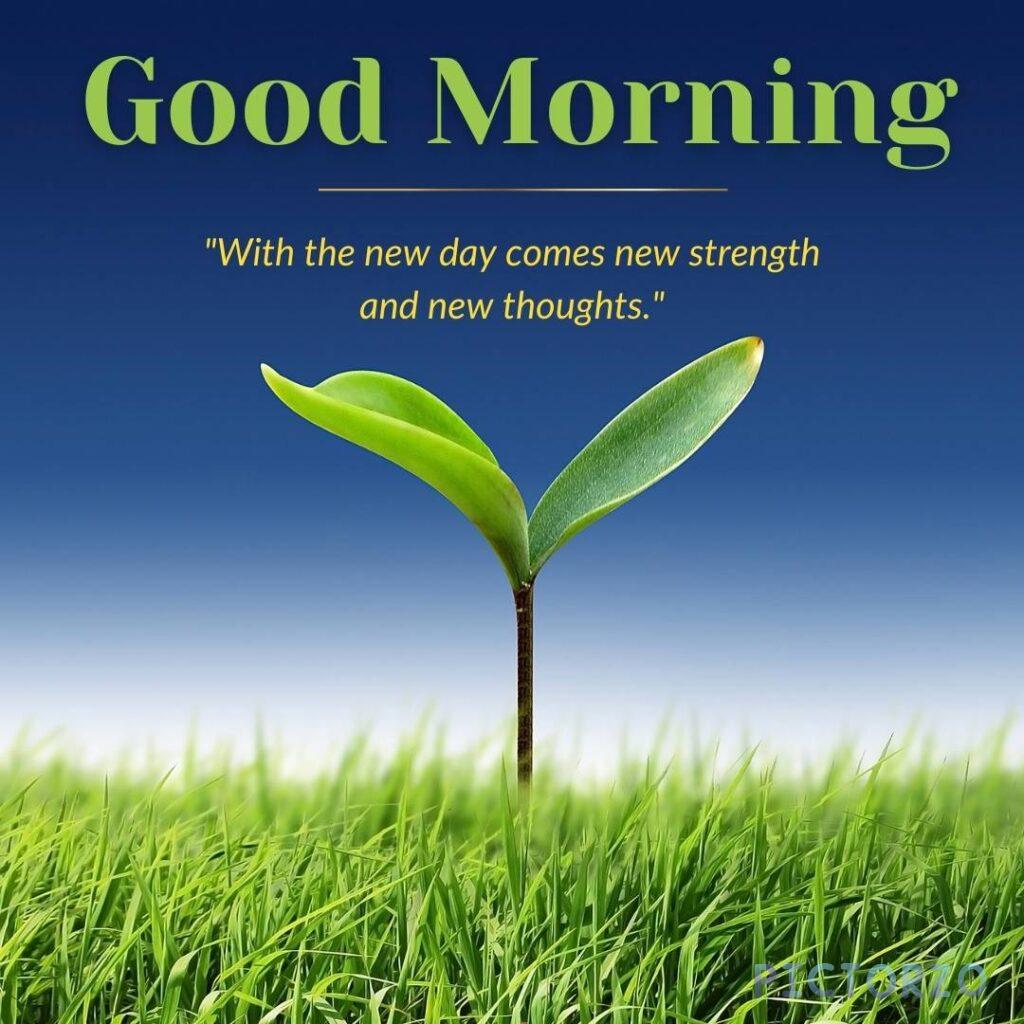 Good morning image of a green herbaceous plant with the text 'Good Morning' and the quote 'With the new day comes new strength and new thoughts.