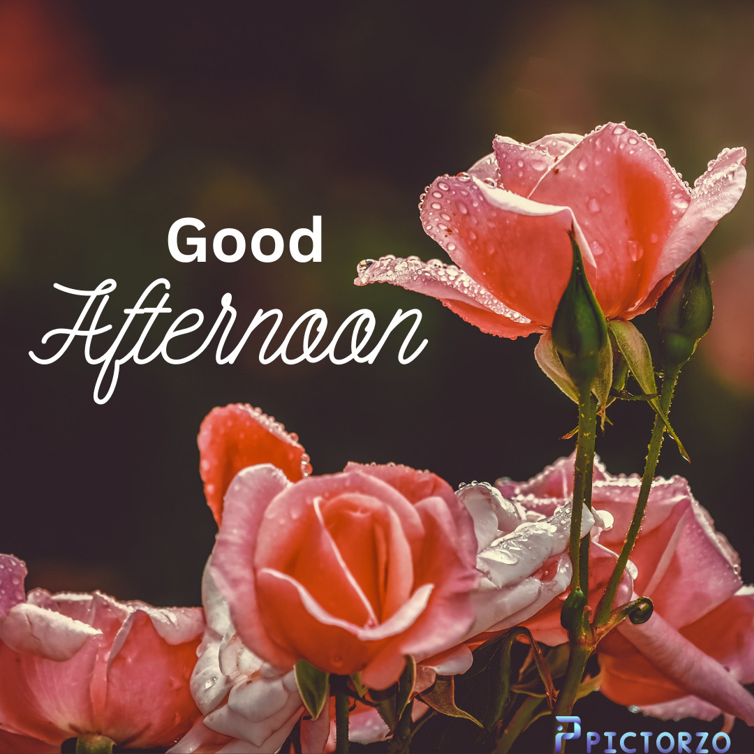 A bouquet of red roses with green leaves and thorns. The roses are arranged in a vase and are surrounded by white and green decorative elements. The text "Good Afternoon" is overlaid on the image in a black font.