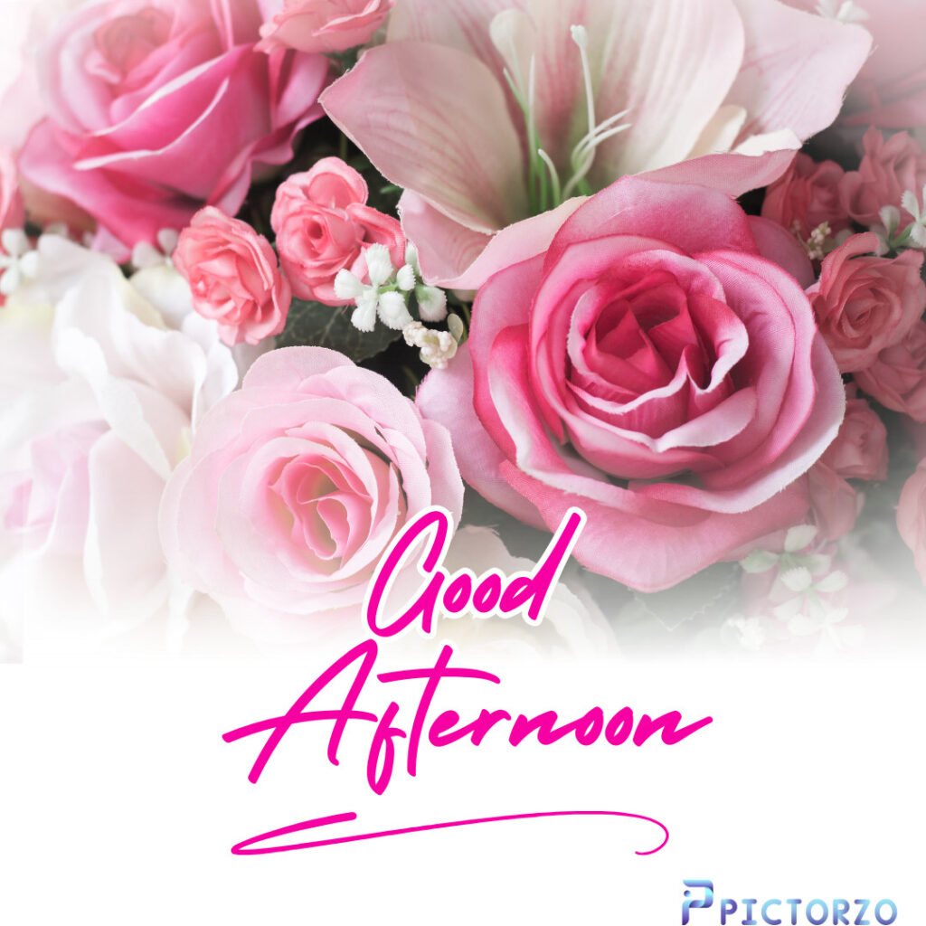 A bunch of pink rose with the words Good Afternoon overlaid on the image. The rose are likely hybrid tea roses, Eden Rose 85, based on the image