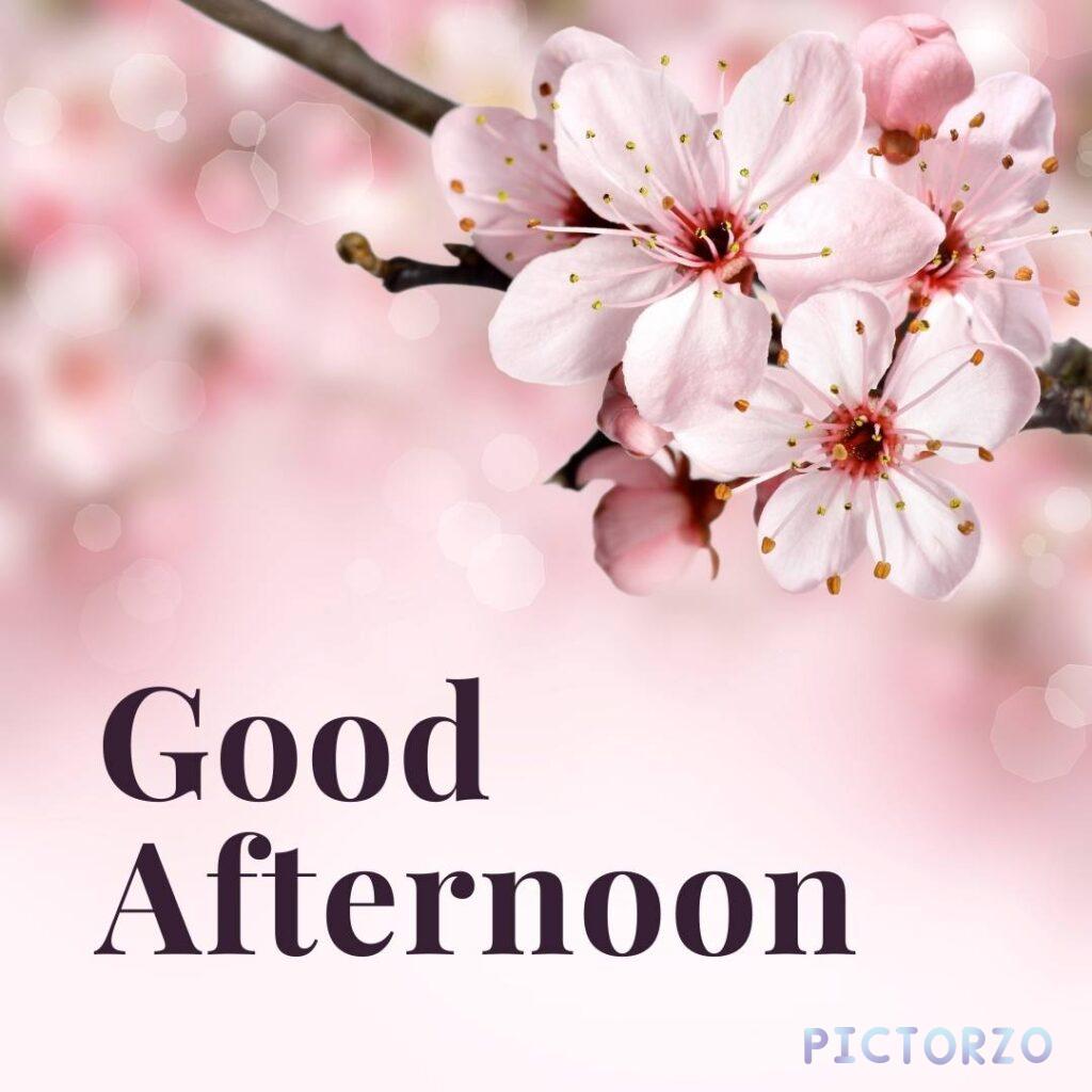 A close-up image of a bouquet of cherry blossoms arranged in a vase. The flowers are in full bloom and their petals are a delicate shade of pink. The text "Good afternoon" is written in white letters across the top of the image.