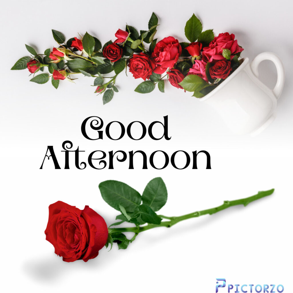 A close-up of a single, bright red rose with a dewy center and soft green leaves. The rose is surrounded by a white background and has a few thorns at its base. The text "Good Afternoon" is overlaid on the image in a black font.